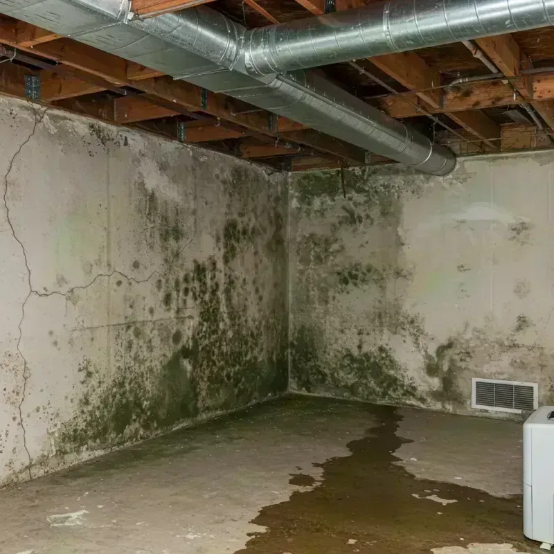 Professional Mold Removal in West Buechel, KY